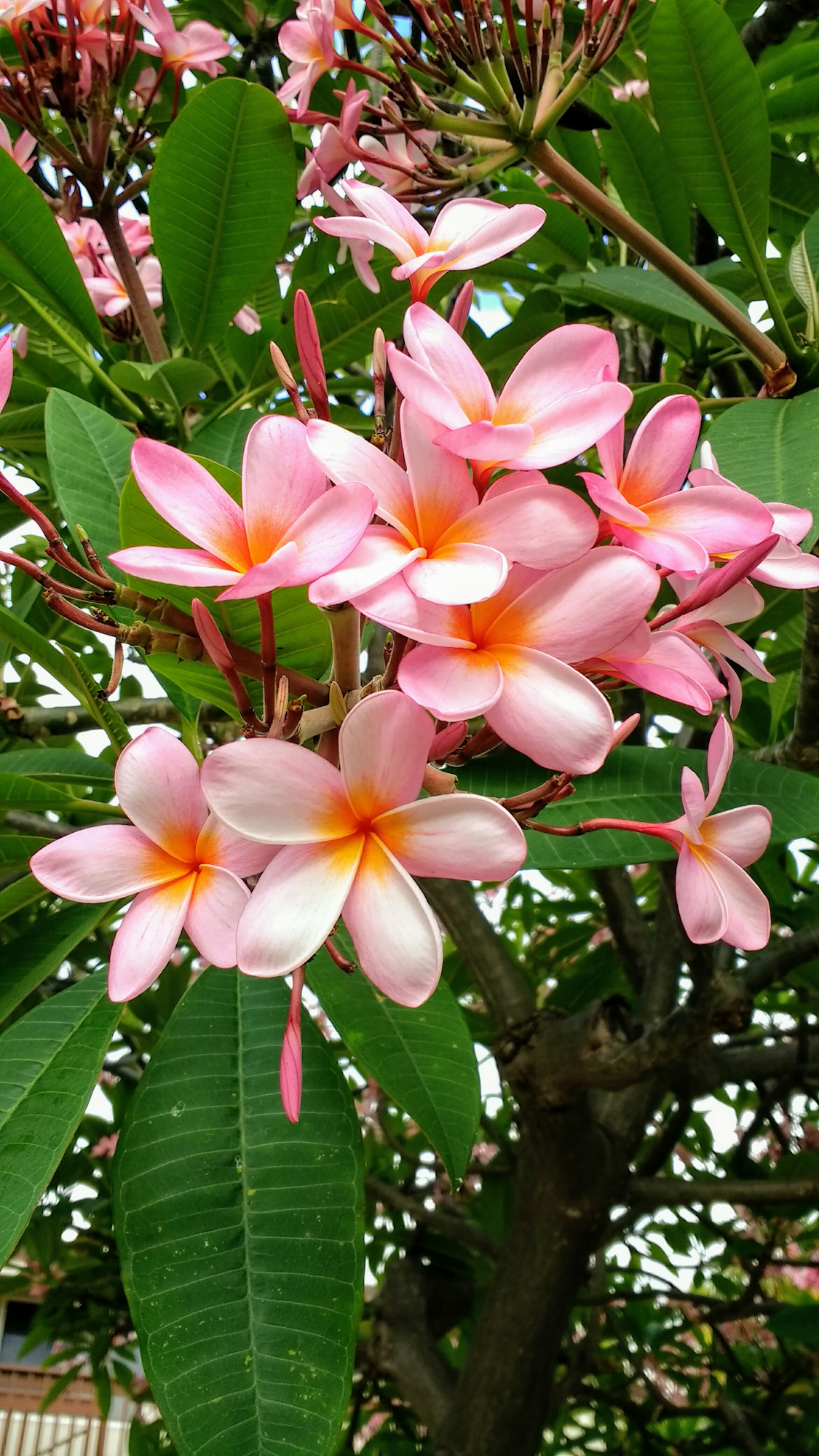 Plumeria